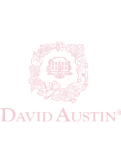 David Austin