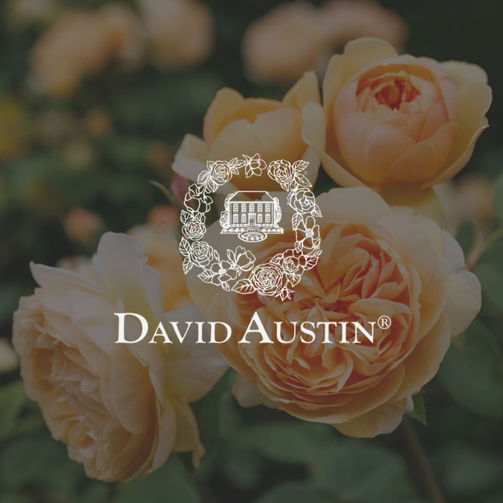 David Austin